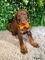 Dobermann dogs - Advert 7