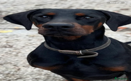 Dobermann dogs for sale: Stunning Male Dobermann 8 months old  - Image 6