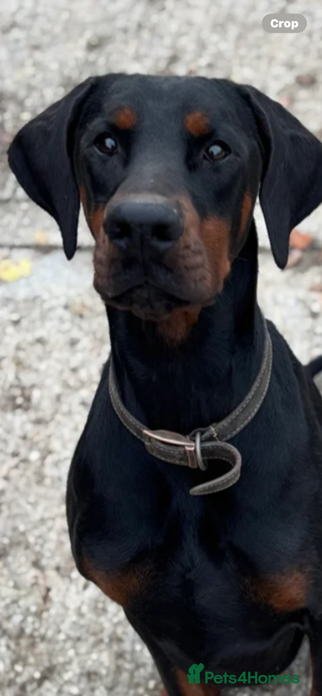 Dobermann dogs for sale: Stunning Male Dobermann 8 months old  - Image 6