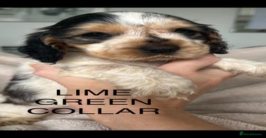 Cocker Spaniel dogs - Advert 2