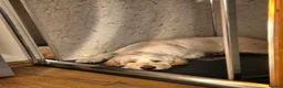 Mixed Breed dogs for adoption: ❤️ Diego – Gentle Giant Looking for Love 🐾 in Great Yarmouth - Advert 7