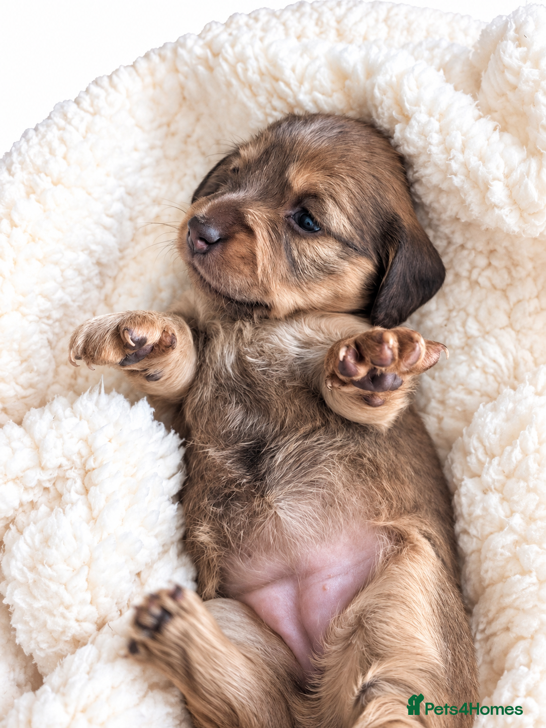 Miniature Dachshund dogs Beautiful Miniature Dachshund Puppies   - Advert 15