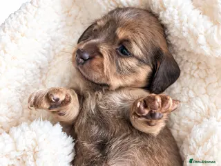 Miniature Dachshund dogs Beautiful Miniature Dachshund Puppies - Advert 1