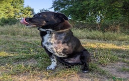 Mixed Breed dogs for adoption: Winston (Tripaw Terrier mix) - Image 10