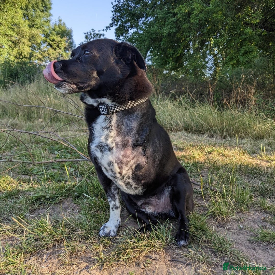 Mixed Breed dogs for adoption: Winston (Tripaw Terrier mix) - Image 10