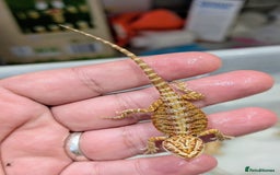 Bearded Dragon reptiles for sale: 50% red monster bearded dragons  - Image 16