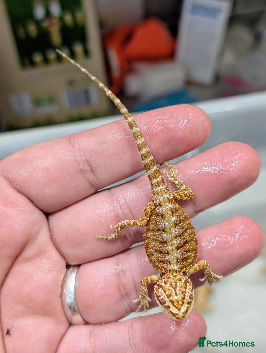 Bearded Dragon reptiles for sale: 50% red monster bearded dragons  - Image 16
