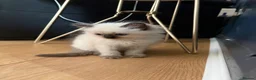 Ragdoll cats for sale: Amazing pure ragdolls  - Advert 4