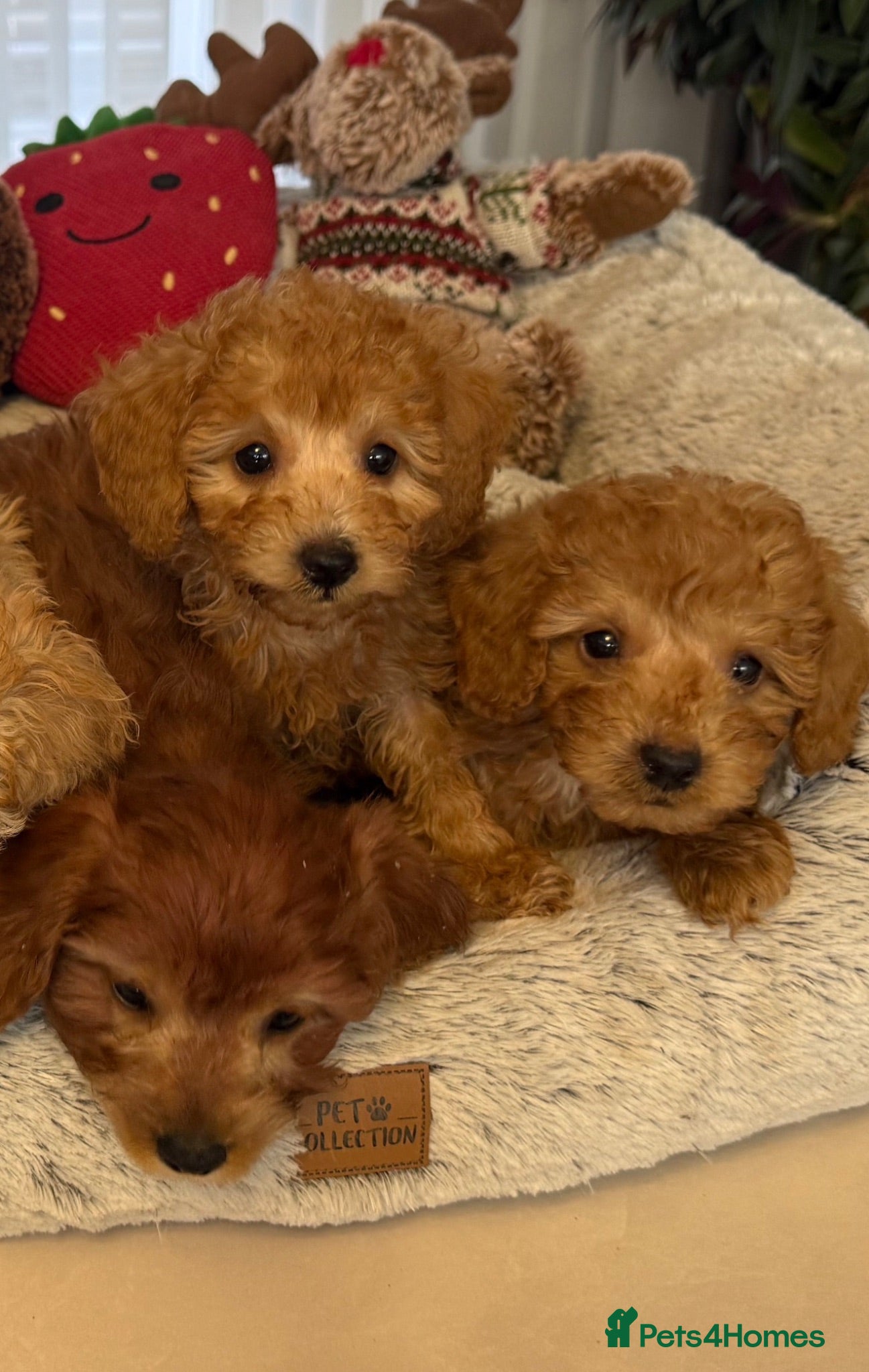 Toy Poodle dogs 5 star Tiny Toy Poodles puppies 🐶 raised with ❣️ - Advert 1