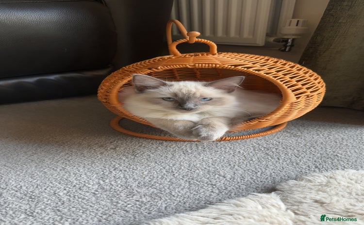 Ragdoll cats - Advert 3