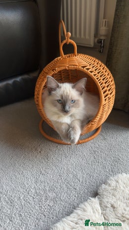 Ragdoll cats - Advert 7