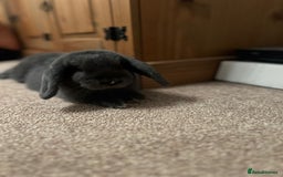 Mini Lop rabbits for sale: 2 mini lops - Image 4