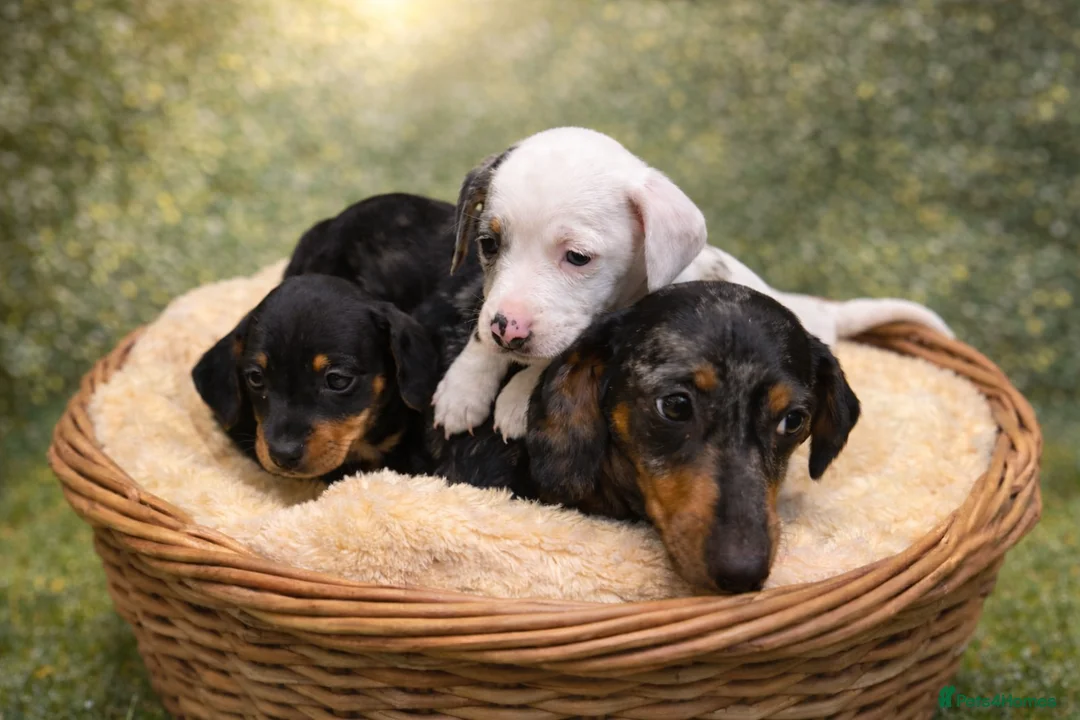 Miniature Dachshund dogs for sale: Miniature dachshund cross puppies  - Advert 1