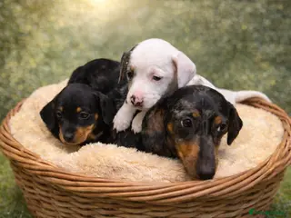 Miniature Dachshund dogs Miniature dachshund cross puppies - Advert 18