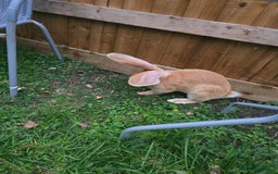 Continental Giant rabbits for sale: Giant Flemish Buck - Image 5