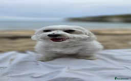 Maltese dogs for sale: Bichon Maltese - Image 20