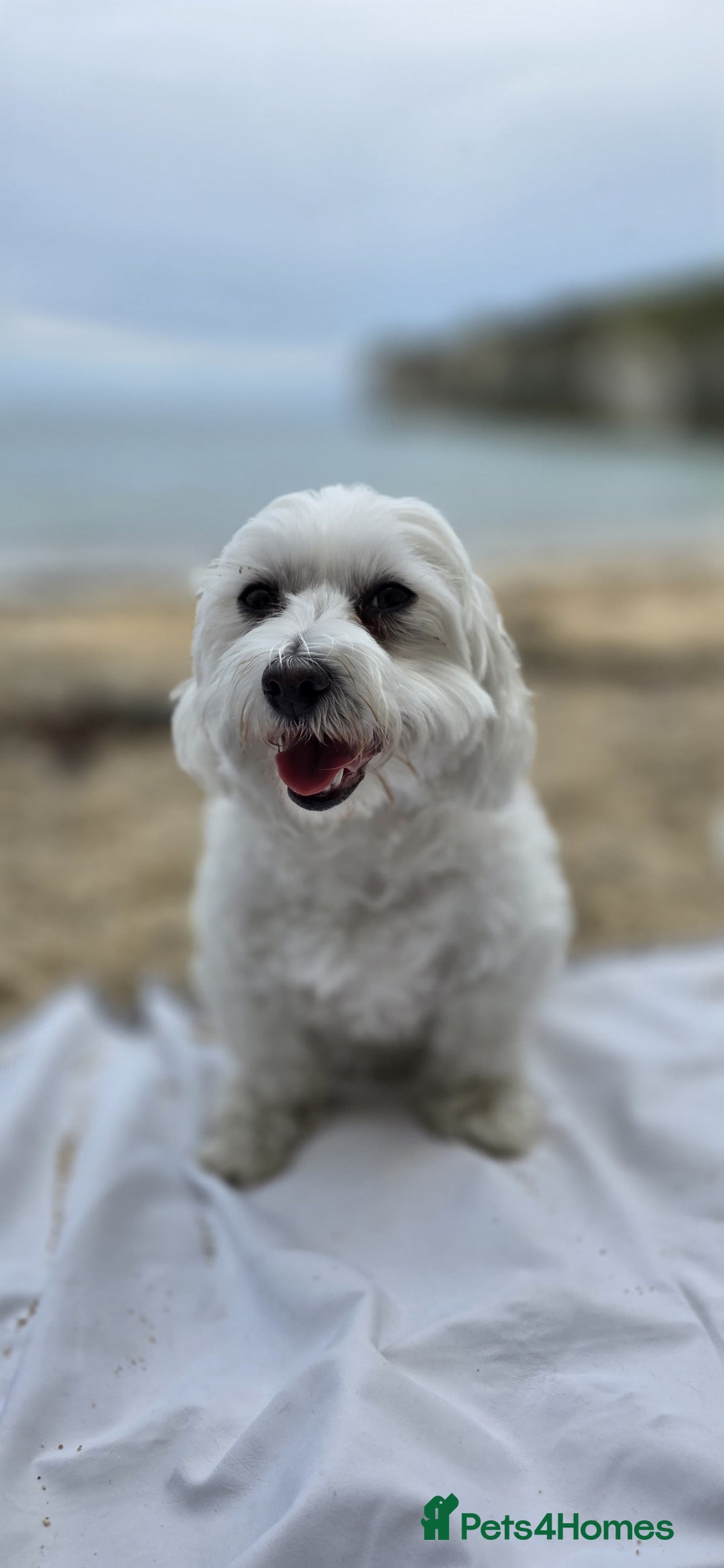 Maltese dogs for sale: Bichon Maltese - Image 20