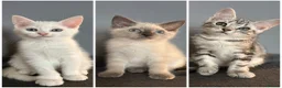 Norwegian Forest Cat cats for sale: Norwegian forest kittens  - Advert 1