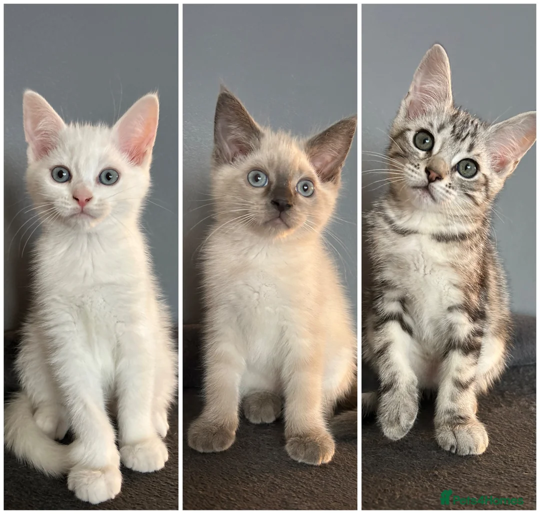 Norwegian Forest Cat cats for sale: Norwegian forest kittens  - Advert 1