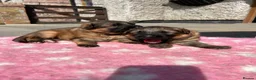 German Shepherd dogs for sale: German Shepherd Pups - Advert 3