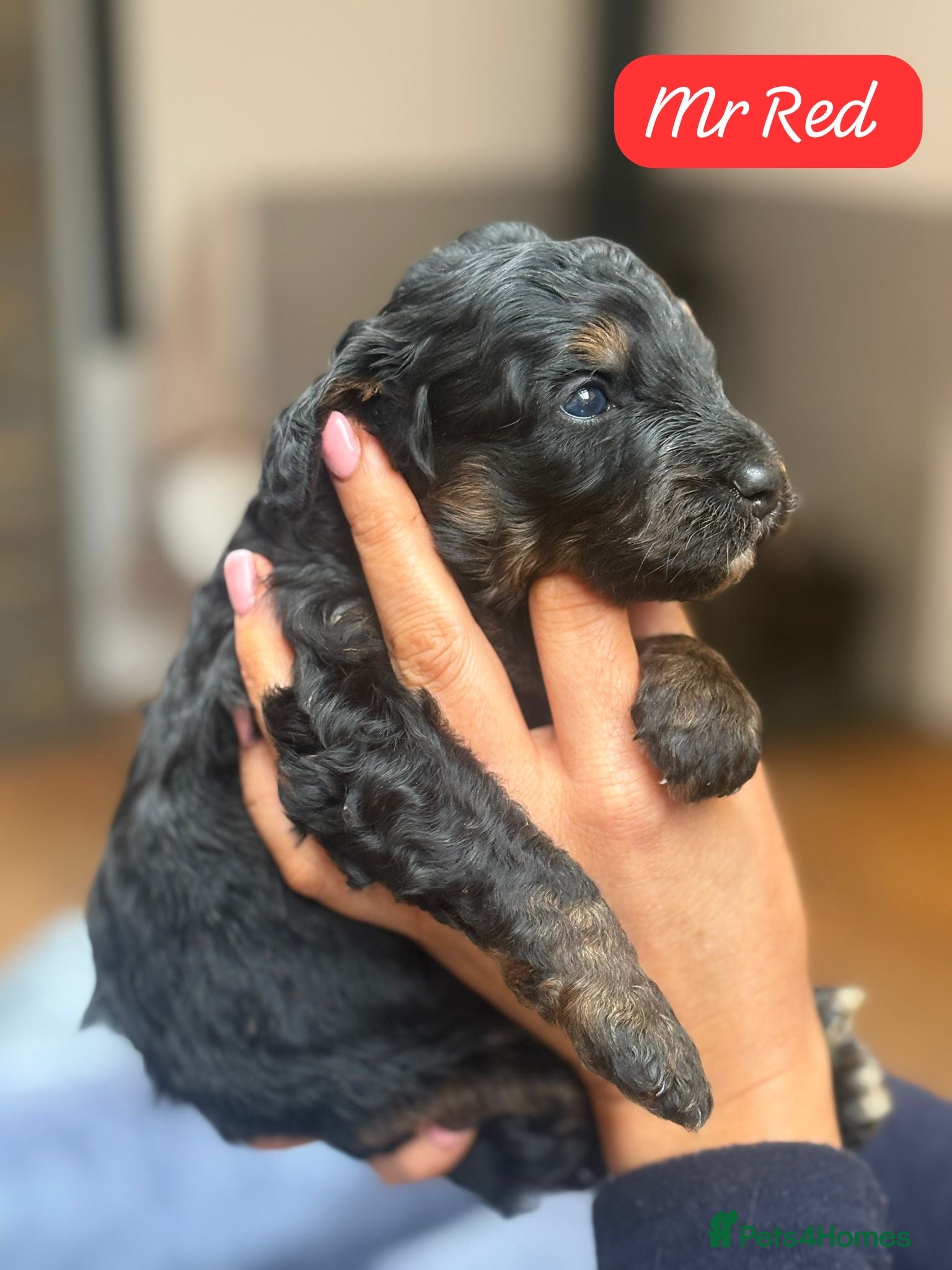 Bernedoodle dogs Outstanding Mini Bernedoodle Puppies  - Advert 11