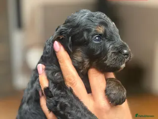 Bernedoodle dogs Outstanding Mini Bernedoodle Puppies - Advert 11