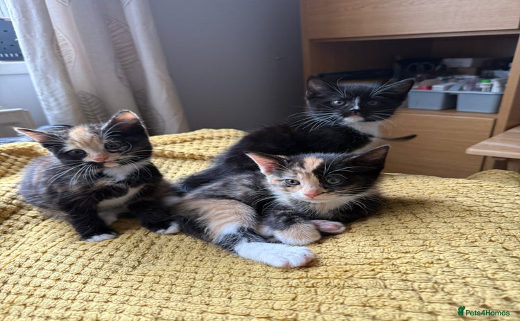 Mixed Breed cats - Advert 2