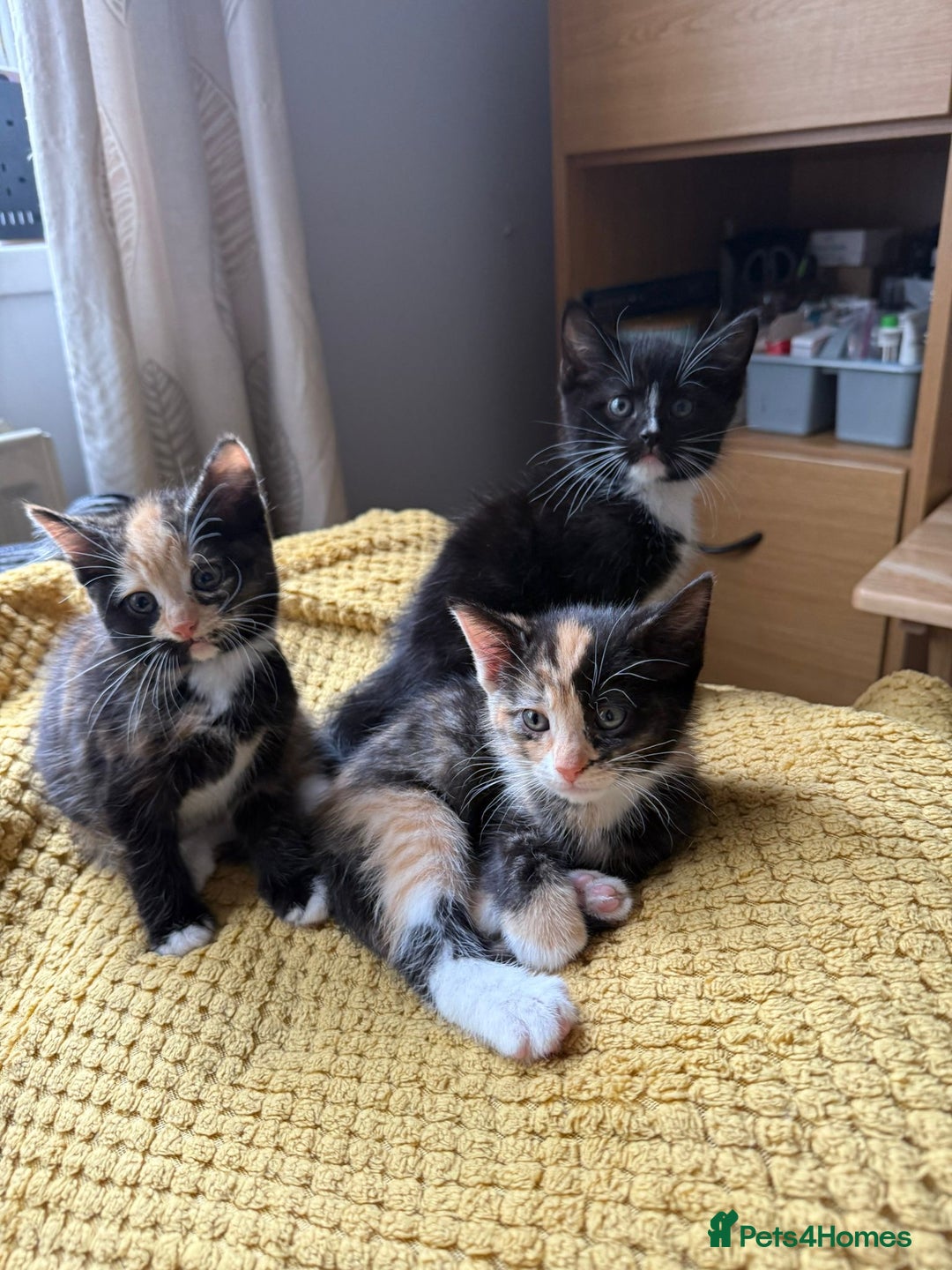 Mixed Breed cats for sale: 4x kittens for sale  - Image 1