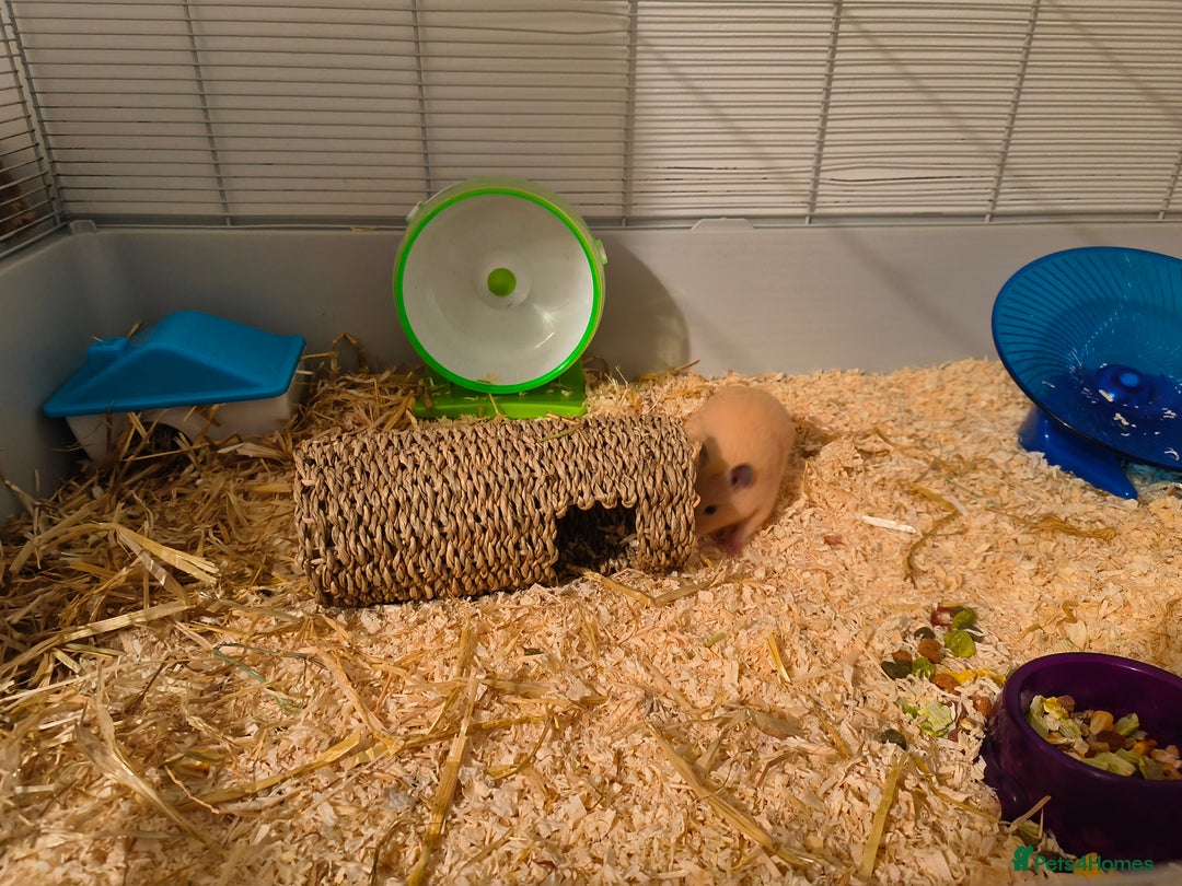 Hamster rodents for sale: Syrian hamster and cage set up - Image 4