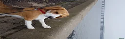 Beagle dogs for stud: Forrest the Beagle in Dundee - Advert 7