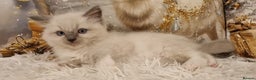 Ragdoll cats for sale: 💕BEAUTIFUL TICA REGISTERED RAGDOLLS KITTENS💕  - Advert 34
