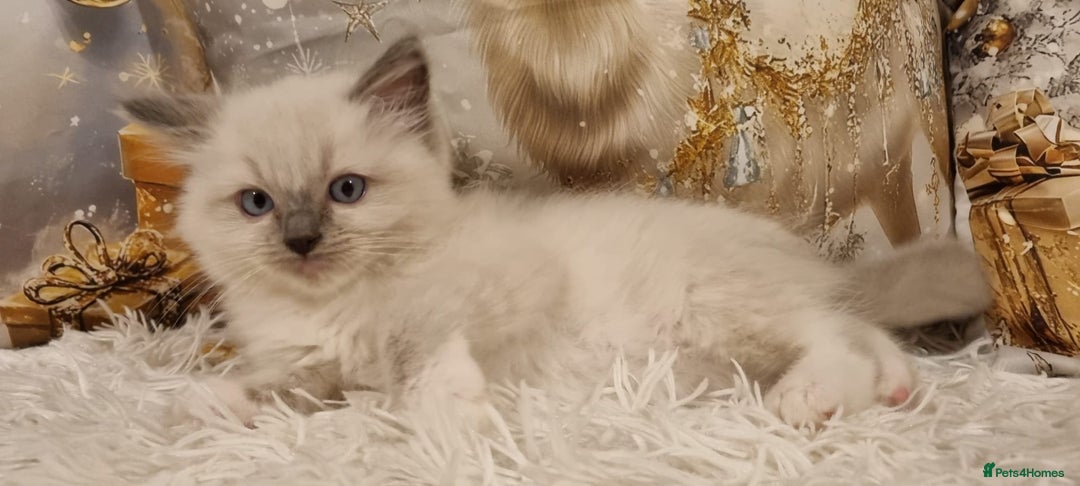 Ragdoll cats for sale: 💕BEAUTIFUL TICA REGISTERED RAGDOLLS KITTENS💕  - Advert 34