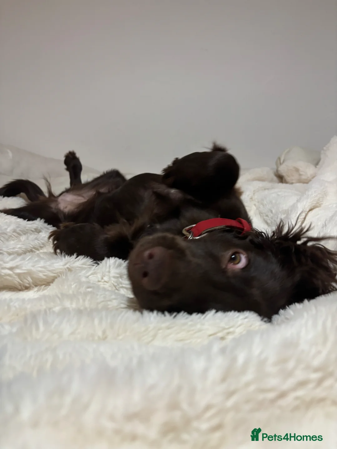 Cocker Spaniel dogs for adoption: Nova English cocker spaniel 6 months old girl. - Advert 3