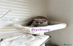 British Shorthair cats for sale: GCCF Registered British Shorthair Lilac Boy - Image 10