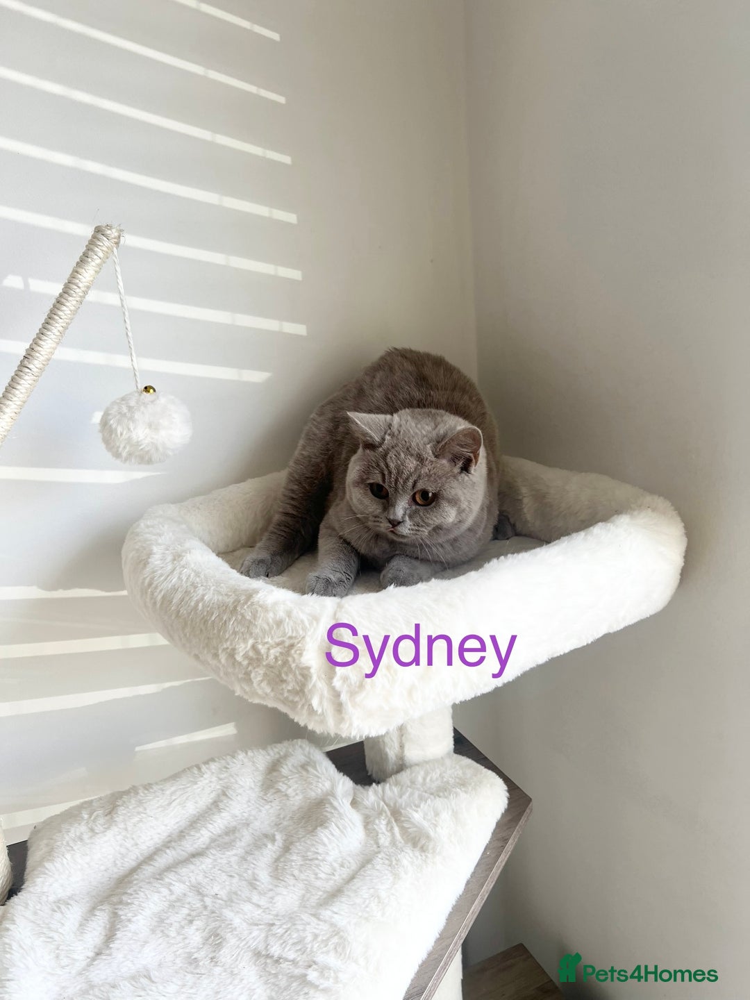 British Shorthair cats for sale: GCCF Registered British Shorthair Lilac Boy - Image 10