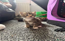 Bengal cats for sale: 3 female and 1 male kitten  - Image 1