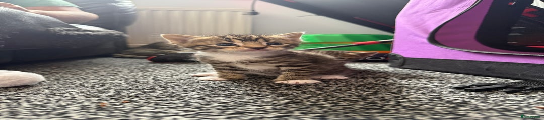 Bengal Kitten 3