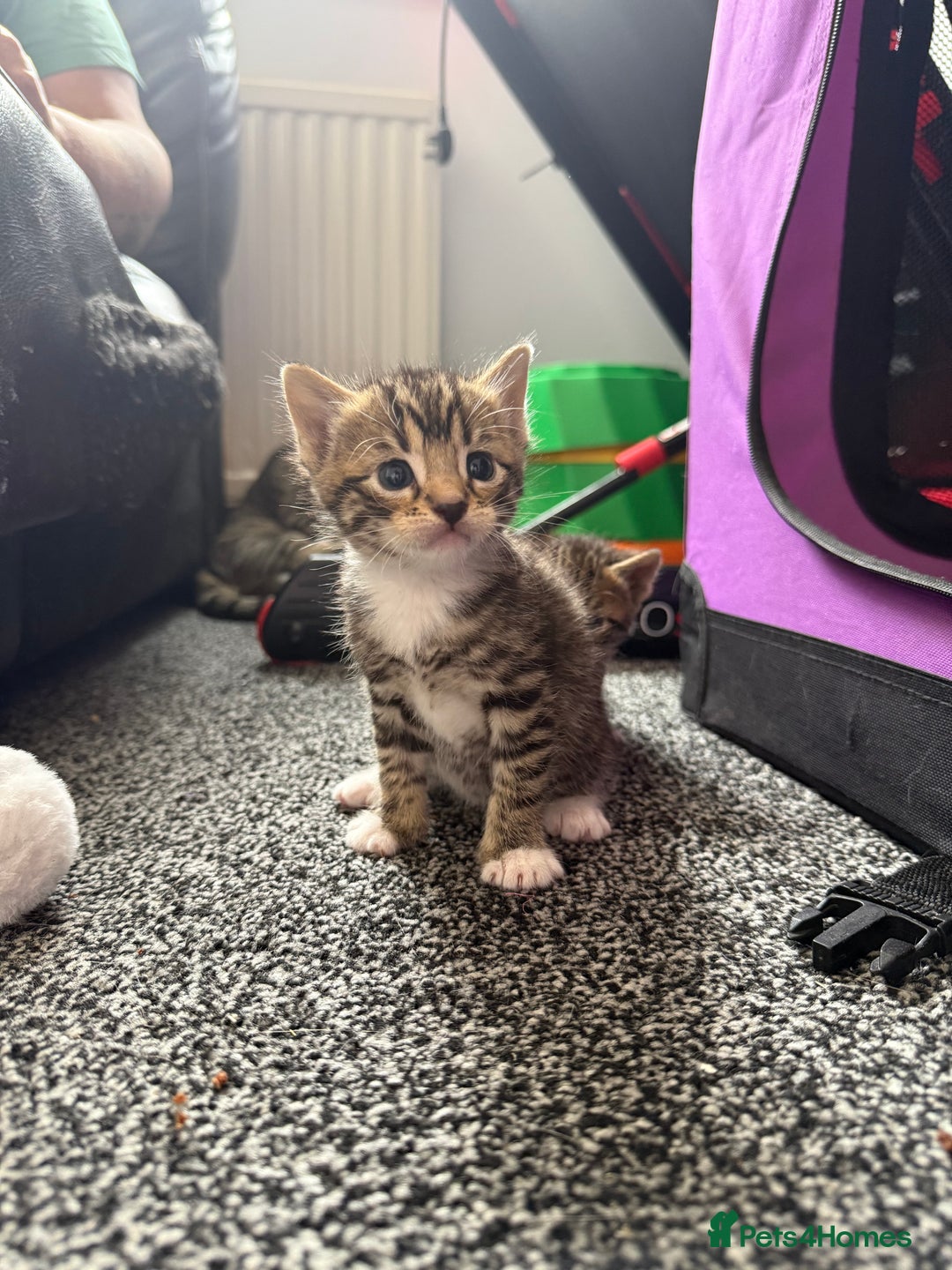 Bengal cats for sale: 3 female and 1 male kitten  - Image 1