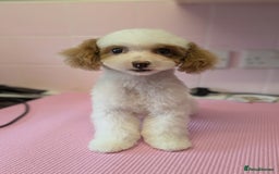 Poochon dogs for sale: 13 week old toy poochon in need of new home - Image 1