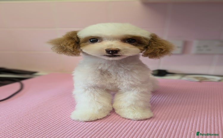 Poochon dogs - Advert 3