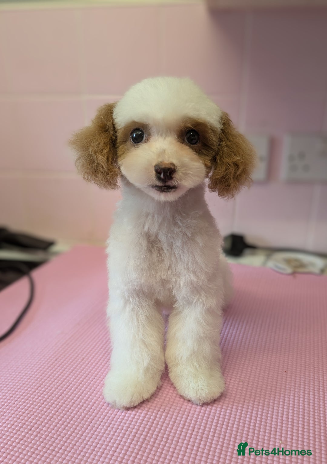 Poochon dogs for sale: 13 week old toy poochon in need of new home - Image 1