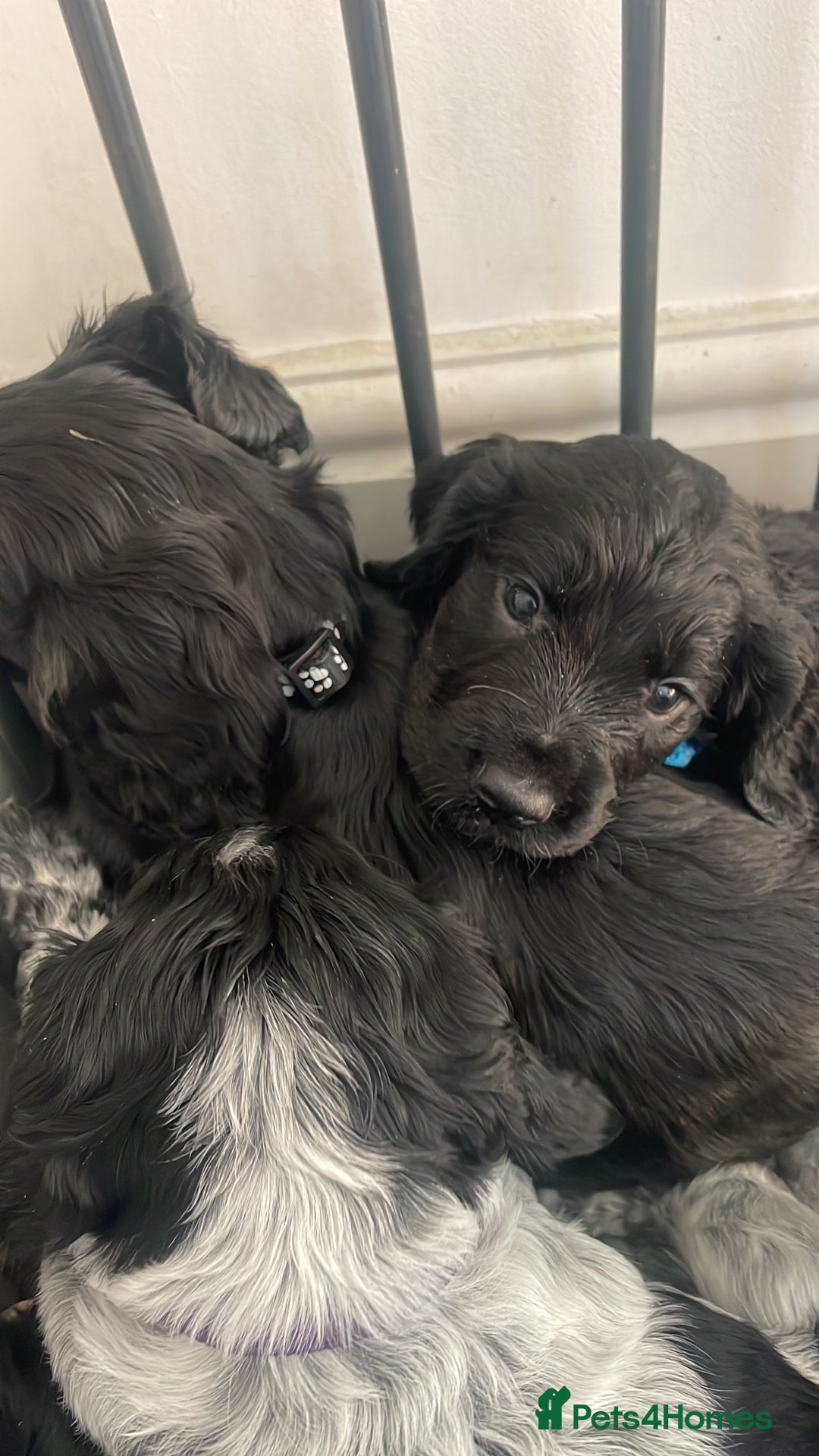 Cocker Spaniel dogs for sale: 2 working cocker puppies  - Advert 15