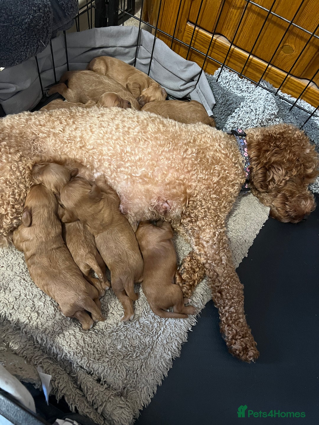 Cavapoo dogs for sale: Gorgeous Cavapoo's - Image 4