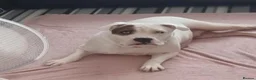 Old Tyme Bulldog dogs for sale: Stunning Litter of Old Tyme (Aylestone) Bulldogs - Advert 8