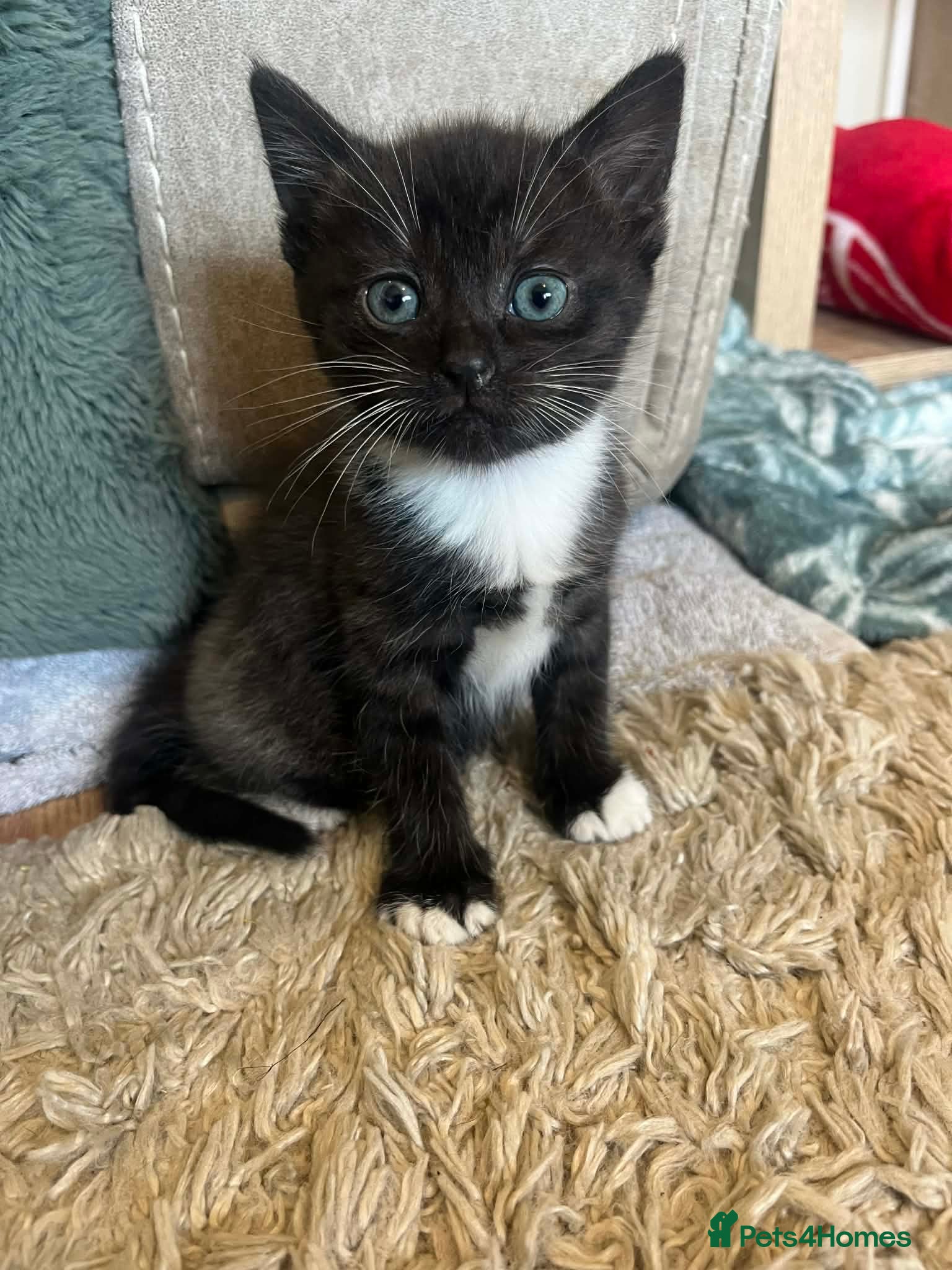 Mixed Breed cats Beautiful bsh X  ragdoll kittens  - Advert 17