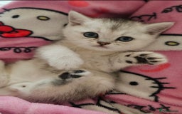 British Shorthair cats for sale: British Shorthair Kittens – Golden & Silver Shaded - Image 1