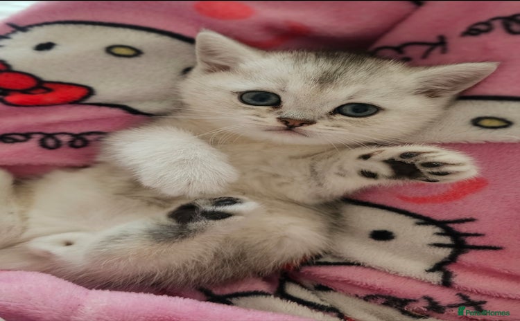 British Shorthair cats - Advert 3