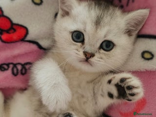 British Shorthair cats - Advert 3