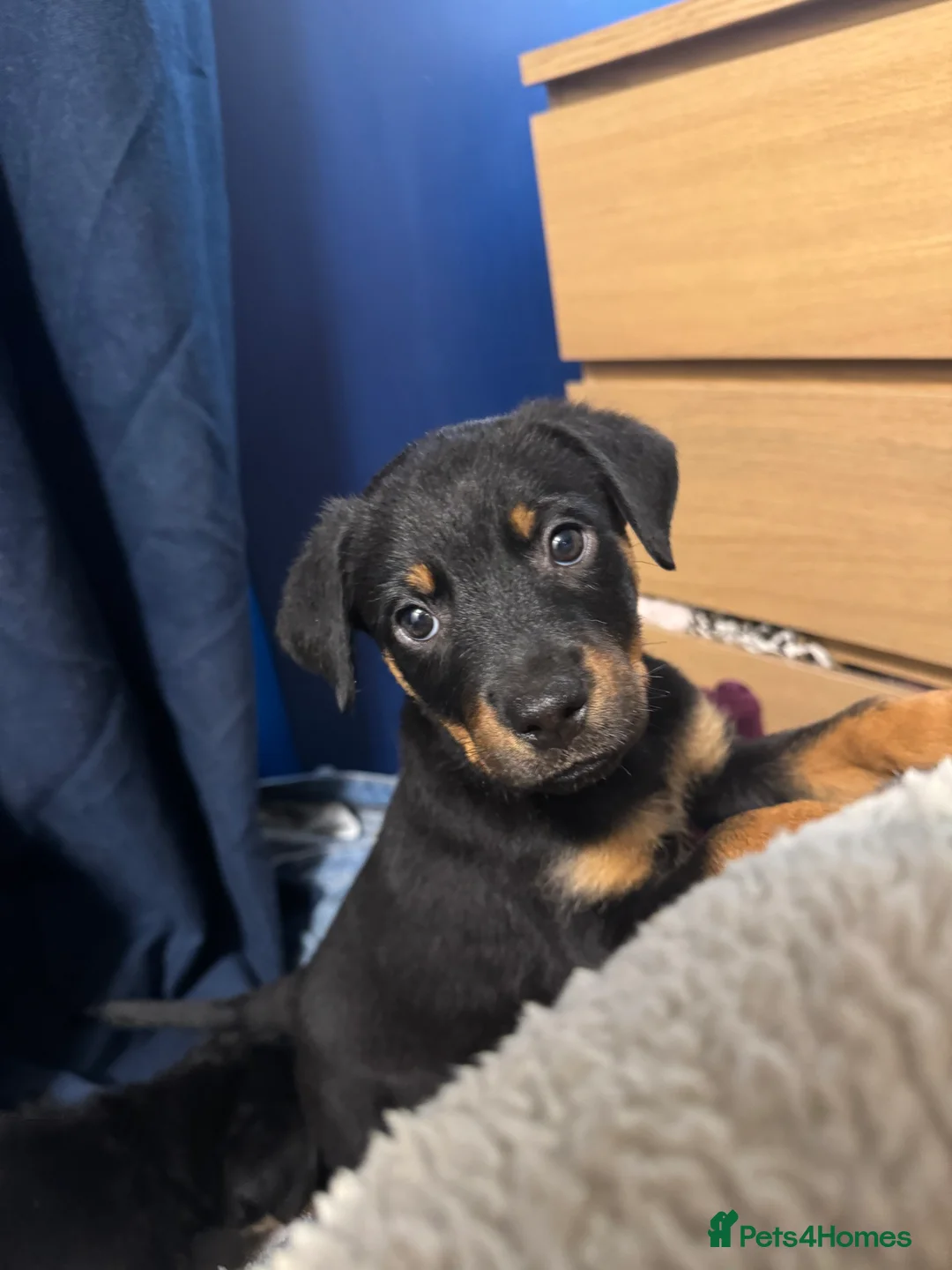 Rottweiler dogs for sale: 2 fluffy cuddly Rottweiler puppies available  - Advert 10