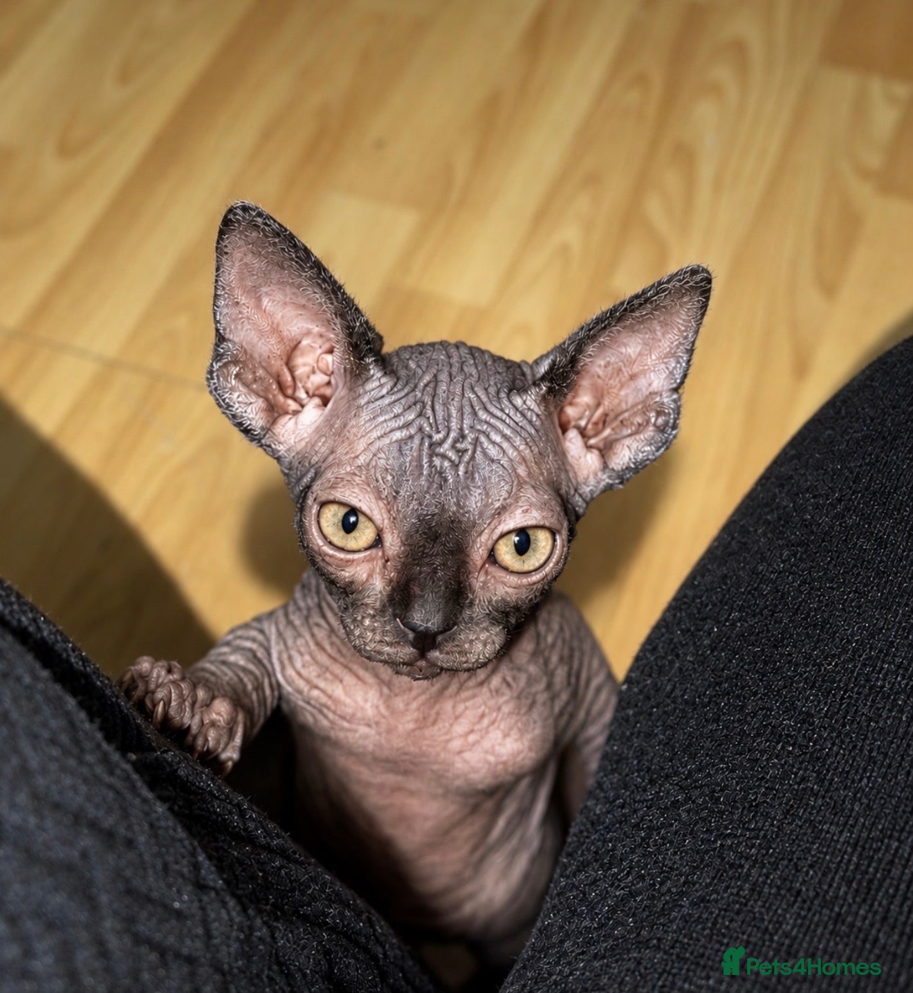 Sphynx cats for sale: Exceptional Sphynx Kittens — Home-Raised - Advert 19